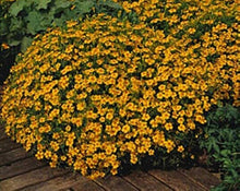 Tangerine Gem Marigold Seeds for gardeners building out beds and borders