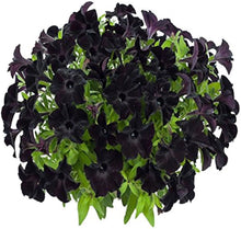 Black petunia flower seeds