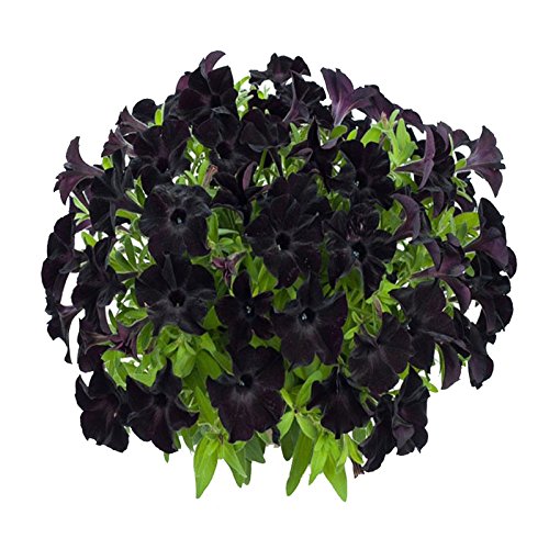Semi Black Petunia Flower - for planting in home garden