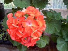 Maverick orange geranium Pelargonium × hortorum flower Seeds for growers planting the backyard gardens