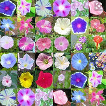 Morning Glow Petunia Seeds for growers seeking a long-blooming display