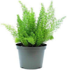 Foxtail Fern Seeds (Asparagus densiflorus) for growers stocking a kitchen garden