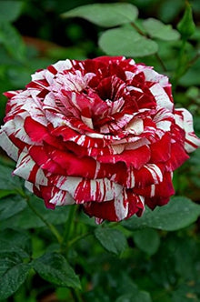 Rose Seeds (Rosa hybrida) for seasonal color across the home gardens