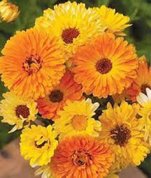 Orange Pot Marigold Seeds (Calendula officinalis) for a lasting display in the Vegetable Flower Border