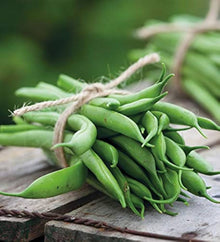 French Bean Candidate Seeds (Phaseolus vulgaris) known for vegetable Urban Farming