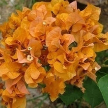 Bougainvillea Spectabilis Bougainvillea Spectabilis Seeds for growers filling out the Flower Bed & Urban Garden