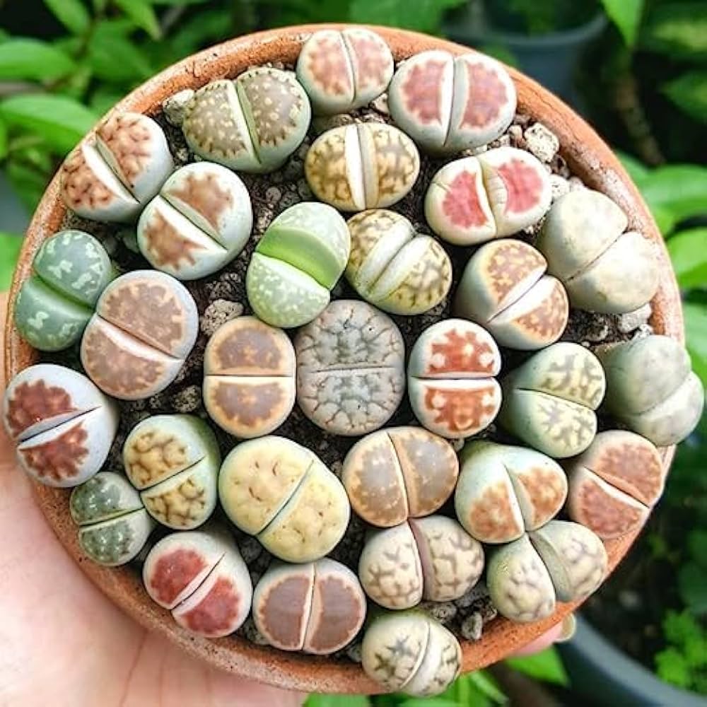 Mixed lithops succulent flower seeds