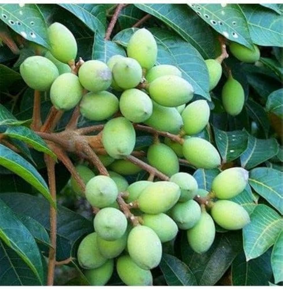 Olive Tree Variety Pack seeds