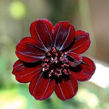 Chocolate Cosmos Seeds (Cosmos atrosanguineus) for a bright addition to the Flower Bed