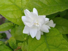 Jasmine Seeds (Jasminum spp.) for a bright addition to the gardens and landscaping