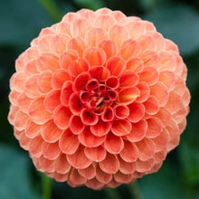True Dahlia Seeds for gardeners building out beds and borders