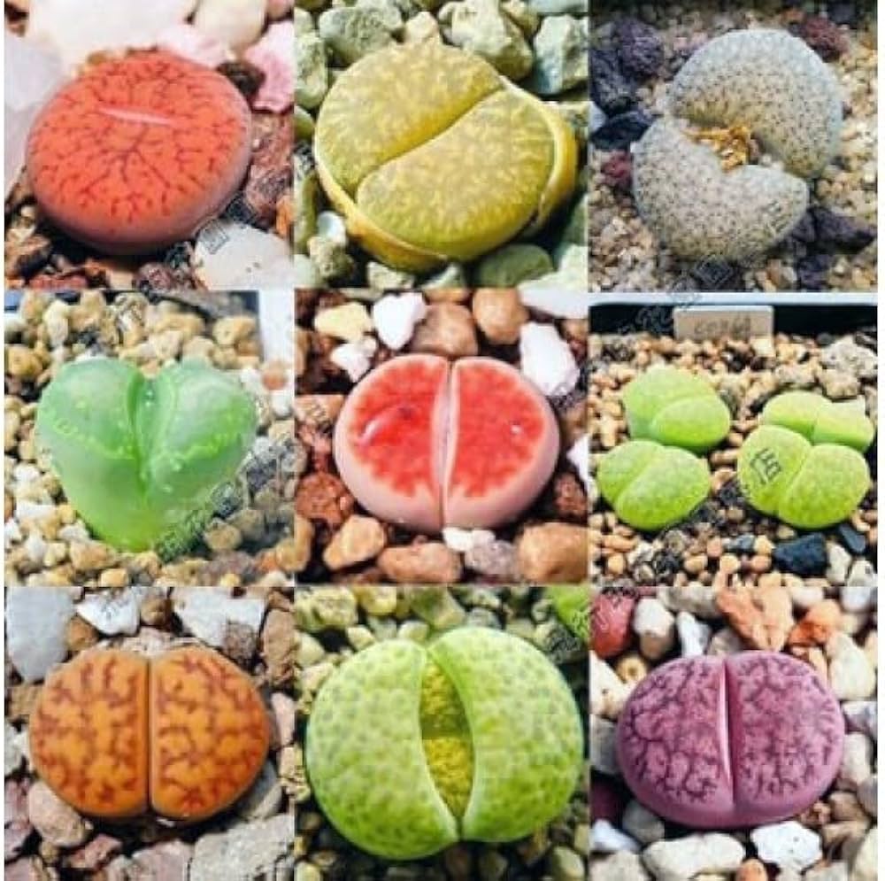 Light Purple Lithops Coleorum Rare Exotic Mesems Seeds for gardeners building out beds and borders