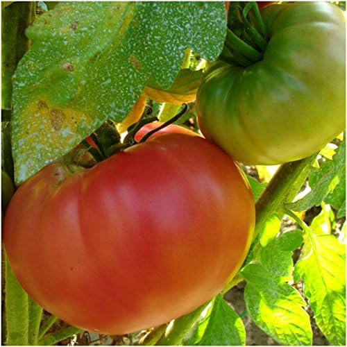 Tomtato seeds for dual tomato and potato planting
