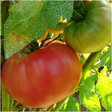 Tomtato seeds for dual tomato and potato planting