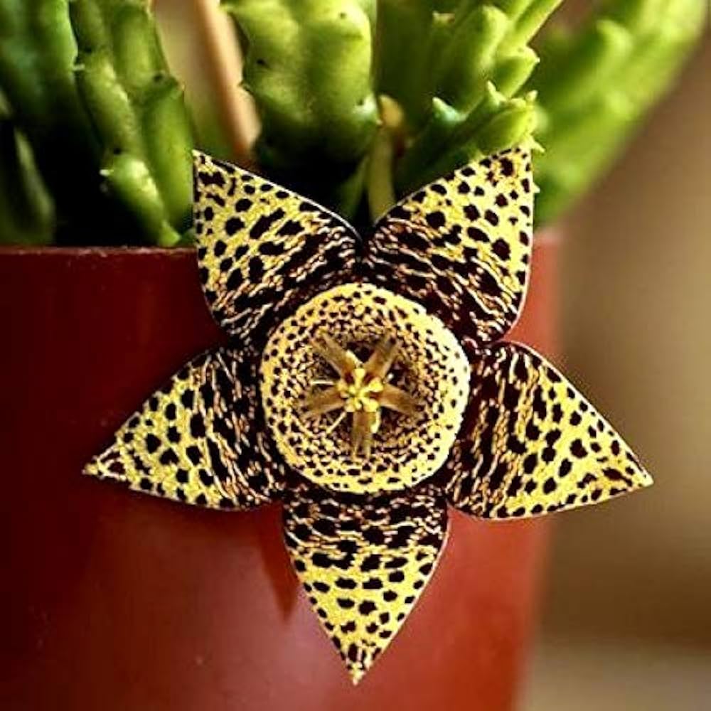 Carrion Flower Stapelia Gigantea flower seeds for planting in rock gardens and indoor succulent pots - for planting in home garden