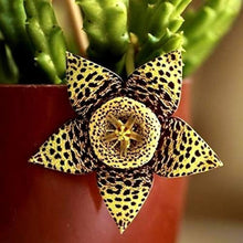 Carrion Flower Stapelia Gigantea flower seeds for planting in rock gardens and indoor succulent pots - for planting in home garden