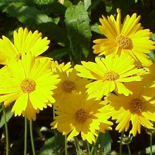 Lanceleaf Coreopsis Seeds (Coreopsis lanceolata) for growers filling out the Flower Bed