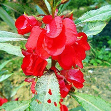 Edelsteinrosen Seeds (Klettern auf) for gardeners building out beds and borders