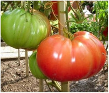 Heirloom - Wine for planting in home garden