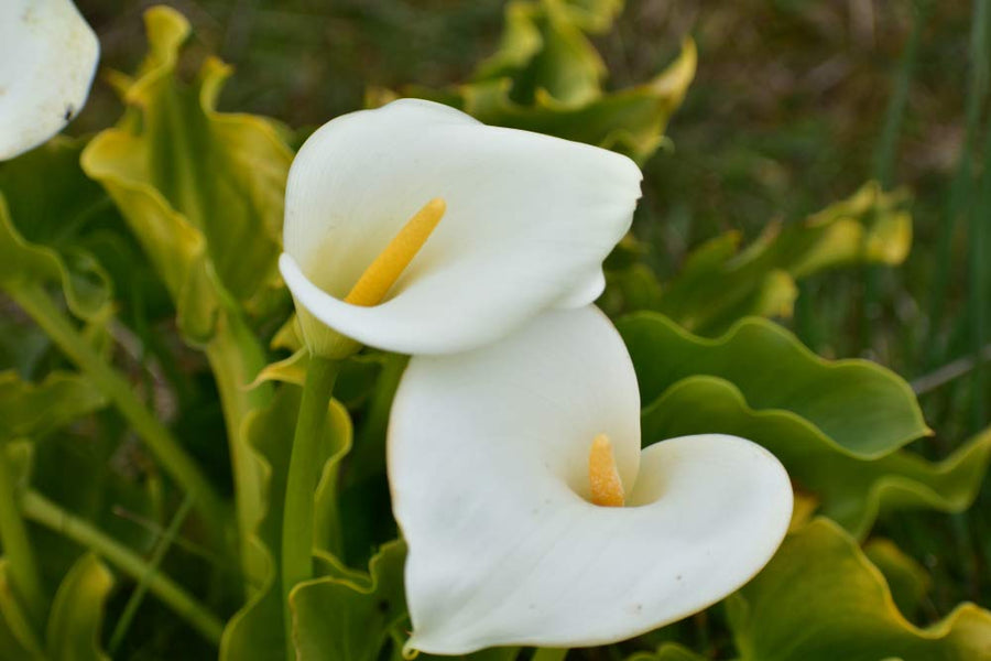 Calla Lily Zantedeschia spp seeds for flower bed