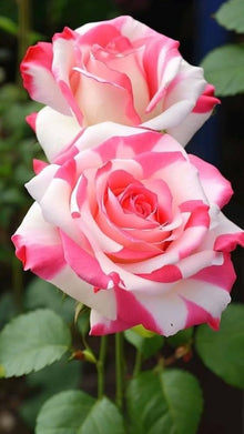 Rare Rose Rosa Species Seeds for seasonal color across the Flower Bed & Home Garden