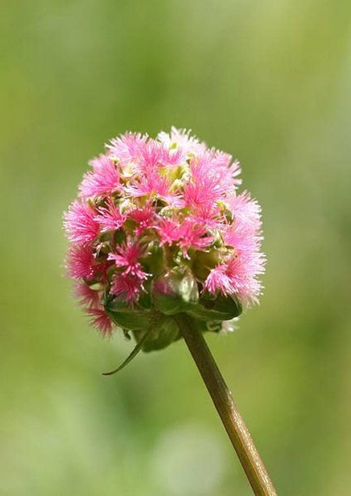Burnet Salad Plant Seeds