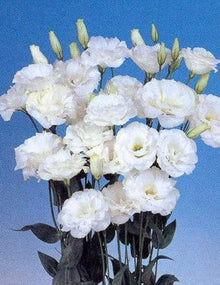 Lisianthus Eustoma Grandiflorum Pure White Echo Seeds for a bright addition to the Elegant Garden Cut Flower Use