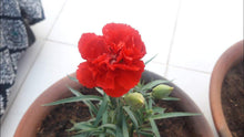 Carnation Seeds (Dianthus caryophyllus) for colorful blooms in the home garden or decorative borders