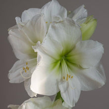 Phlox Seeds (Phlox drummondii) for a lasting display in the Mixed Color Home Garden