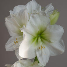 Amaryllis Hippeastrum White flower Seeds for colorful blooms in the indoor pots and decorative garden containers
