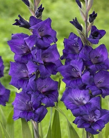 Blue gladiolus flower seeds