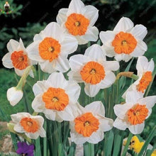 Narcissus Seeds for seasonal color across the Spring Garden