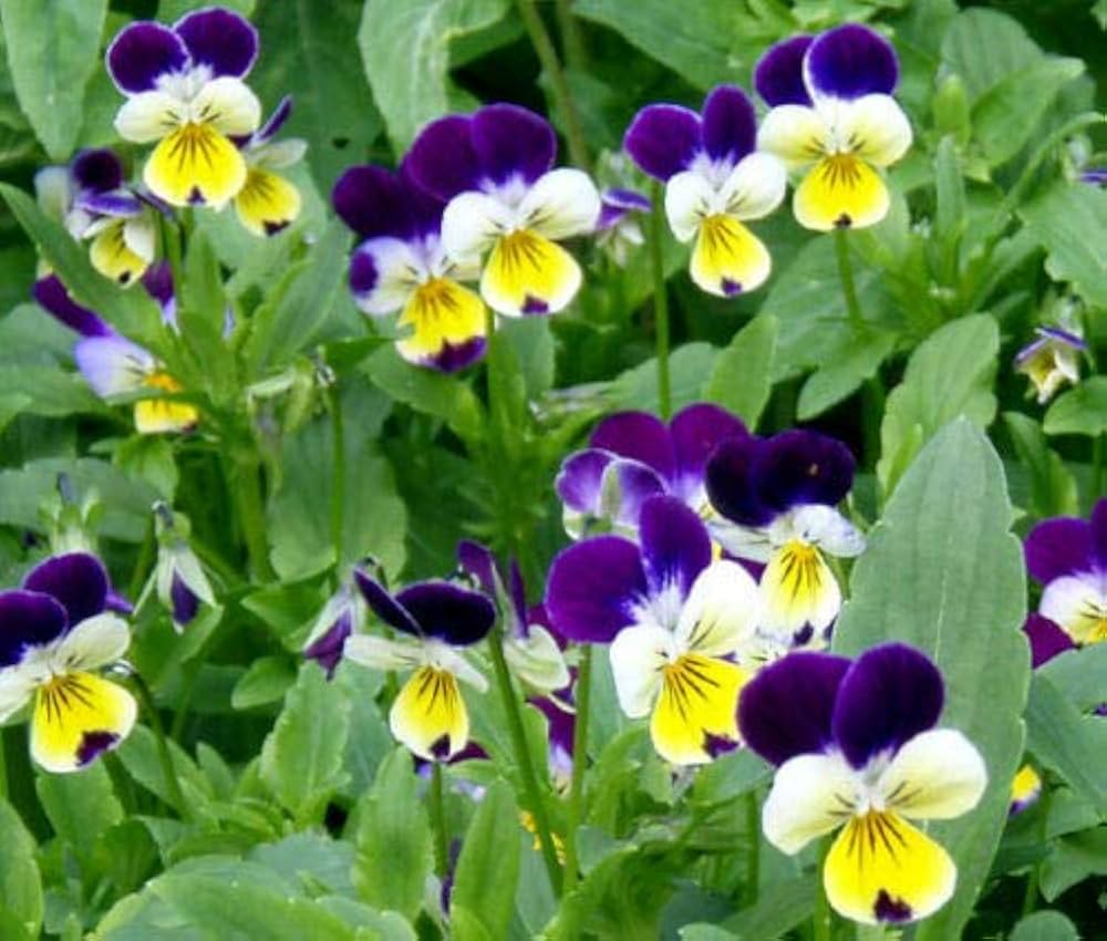 Johnny Jump Up Viola – Viola tricolor – for planting in perennial garden