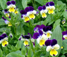Johnny Jump Up Viola – Viola tricolor – for planting in perennial garden