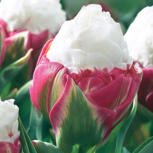 Ice Tulip Seeds (Tulipa spp.) for a lasting display in the Flower Garden
