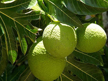 Broadfruit Seeds for long-term planting in the Garden & Bonsai Projects