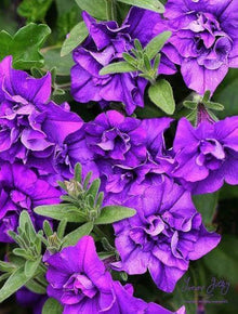 Petunia Petunia Hybrida Purple Seeds for a lasting display in the Garden Borders, Hanging Baskets, and Pots