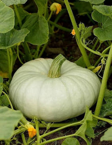 White Cushaw Pumpkin Seeds known for painting