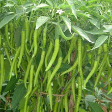 Sepia Snake Chile Seeds (Capsicum chinense) for seasonal color across the Home Garden