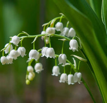 Lily Convallaria Majalis White Lily of the Valley Seeds for growers filling out the Shaded Gardens