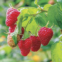 Red Raspberry Plant Seeds for a sweet addition to the home orchard