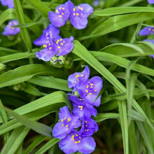 Spiderwort Seeds (Tradescantia virginiana) for a bright addition to the shaded backyard gardens