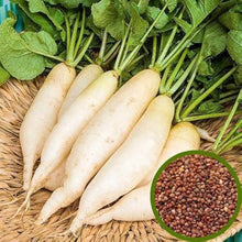 Radish Seeds for growers stocking a kitchen garden