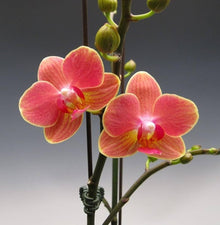 Rhynchostylis Gigantea Orange Orchid Seeds (Rhynchostylis gigantea) for growers filling out the Orchid Garden