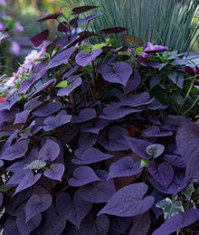 Sweet Potato Seeds (Ipomoea batatas) prized among growers for vegetable Backyard Farm