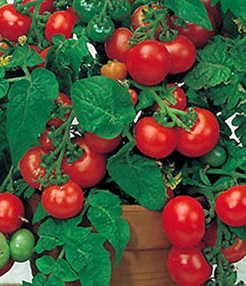 Better (Bush VFN Hybrid Tomato Seeds – Compact Early Tomato for Container Gardens) for planting in garden