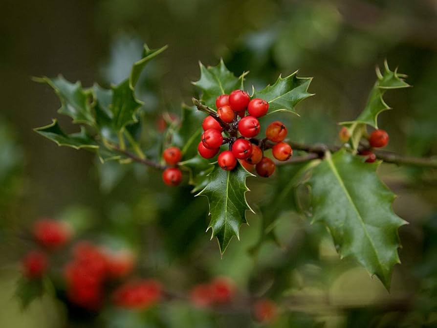 Ilex Aquifolium for planting in urban garden