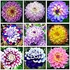 Dahlia Dahlia pinnata flower seeds for planting in backyard garden or seasonal flower beds - for planting in home garden