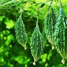 Bitter Gourd Seeds (Momordica charantia) for productive rows in the vegetable patch and kitchen garden