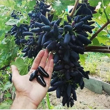Finger Grape Seeds (Vitis vinifera) for sweet homegrown fruit in the home gardens and urban orchards